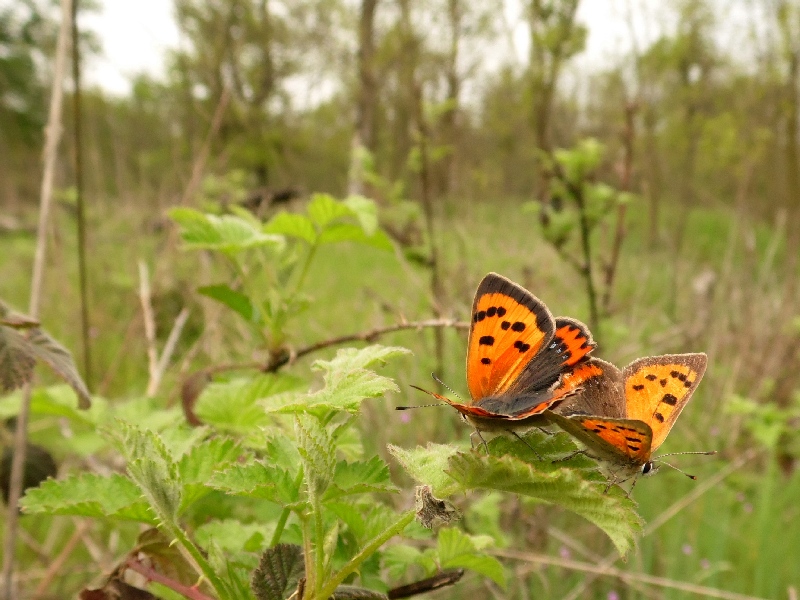 Lycaena phlaeas : accoppiamento